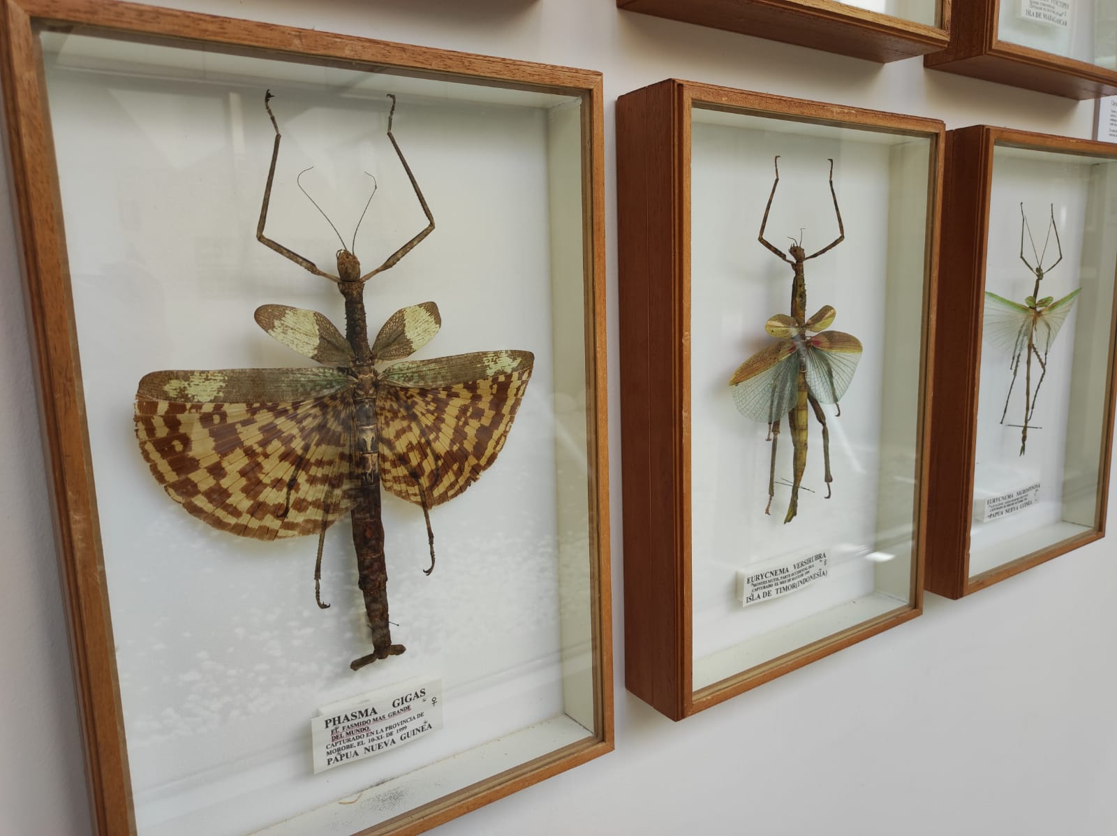 La colección de insectos de Pepe Torres, en imágenes