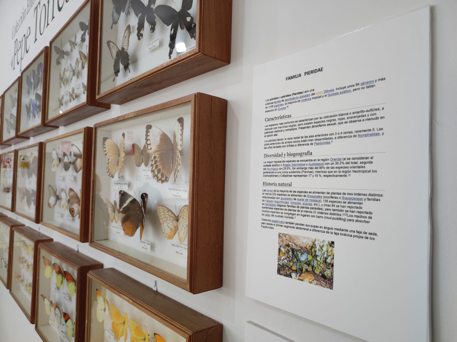 La colección de insectos de Pepe Torres, en imágenes