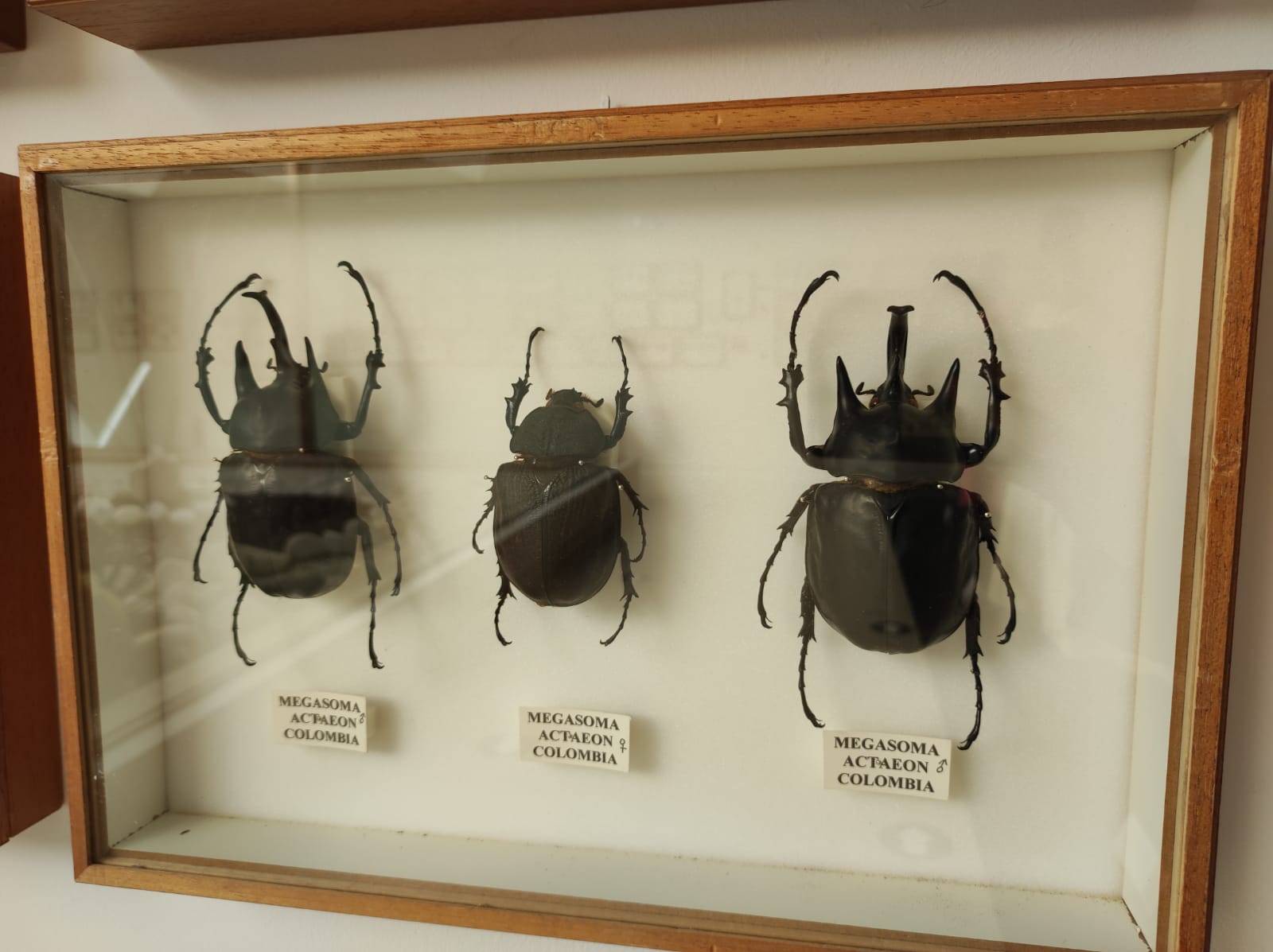 La colección de insectos de Pepe Torres, en imágenes