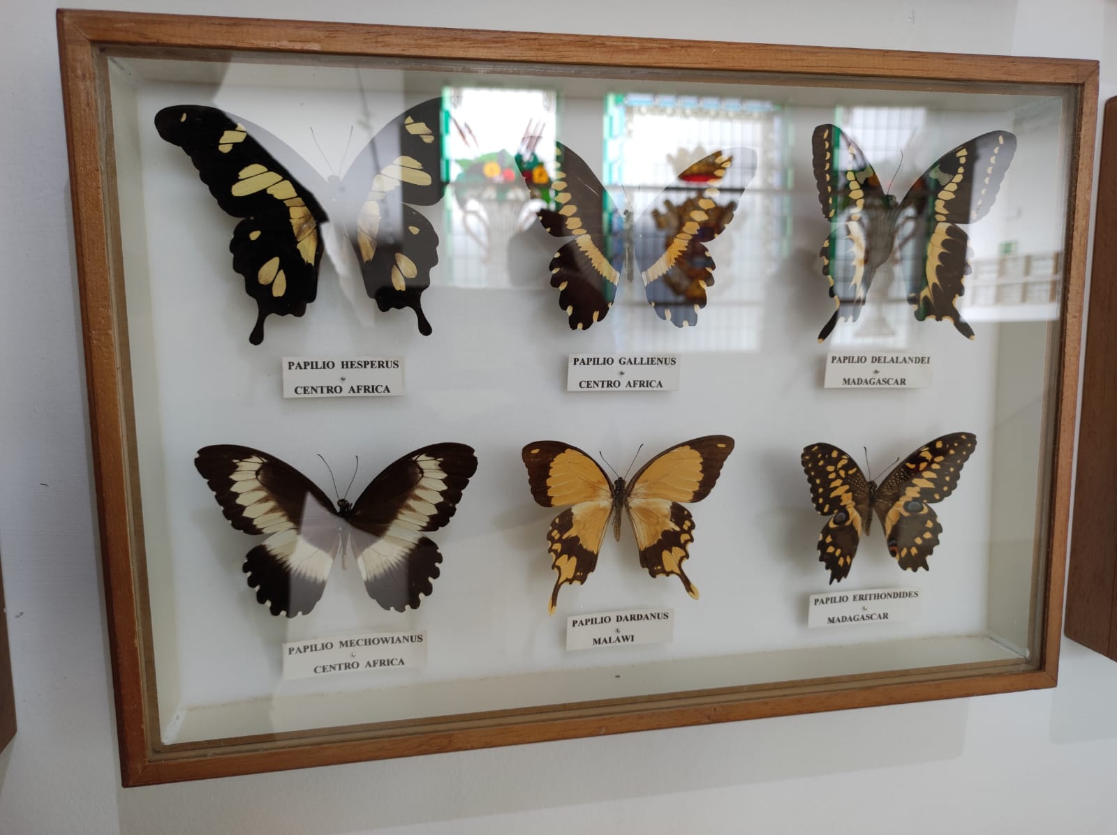 La colección de insectos de Pepe Torres, en imágenes