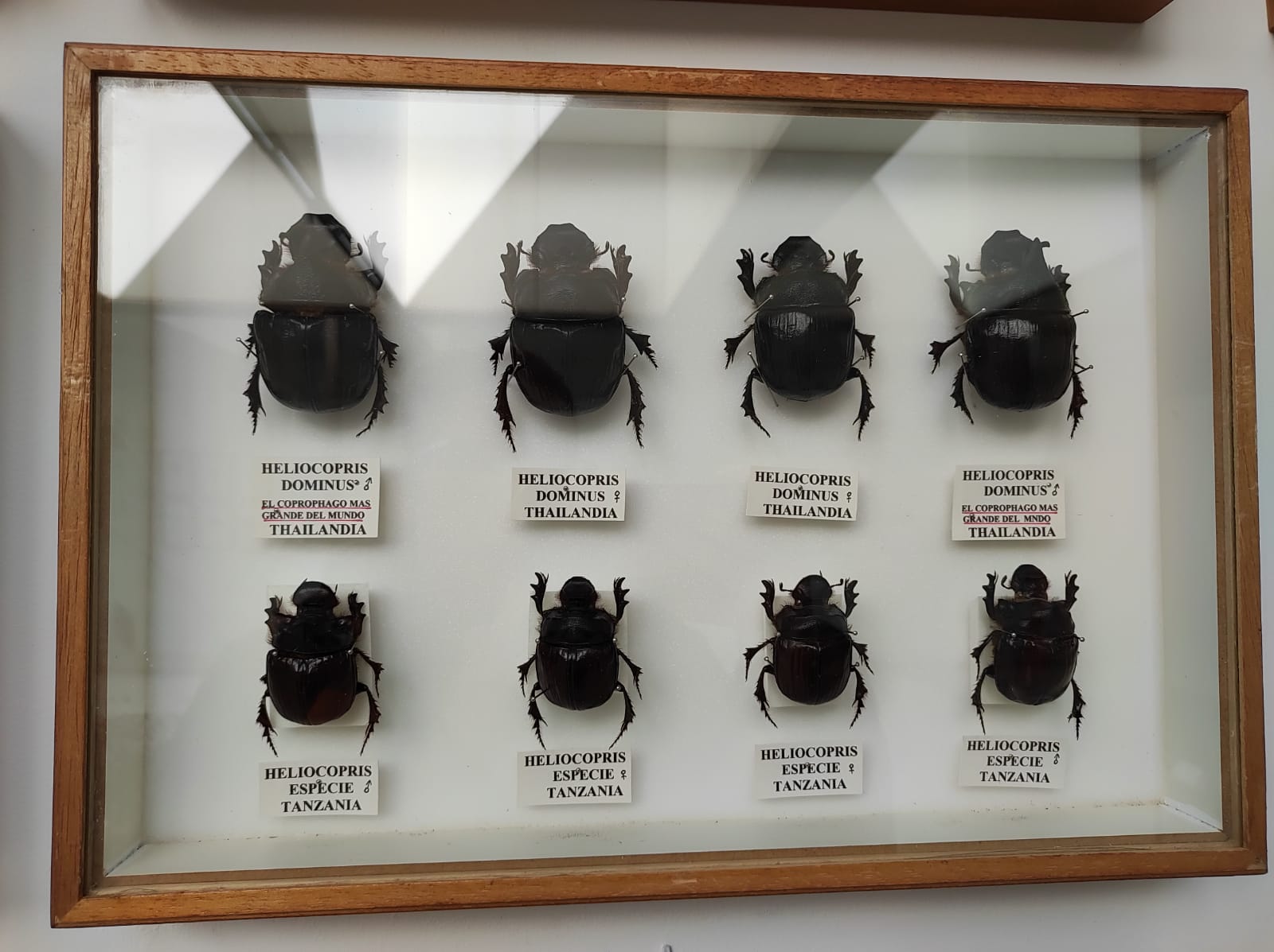 La colección de insectos de Pepe Torres, en imágenes