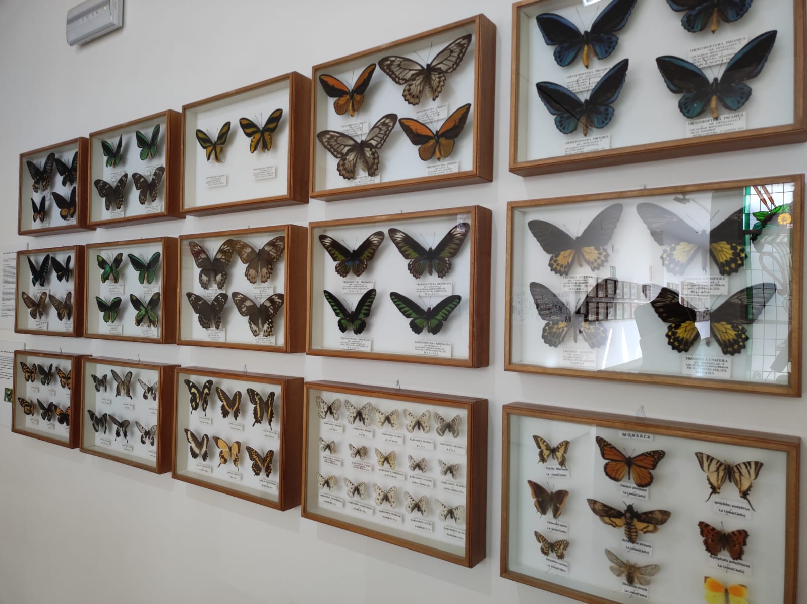 La colección de insectos de Pepe Torres, en imágenes