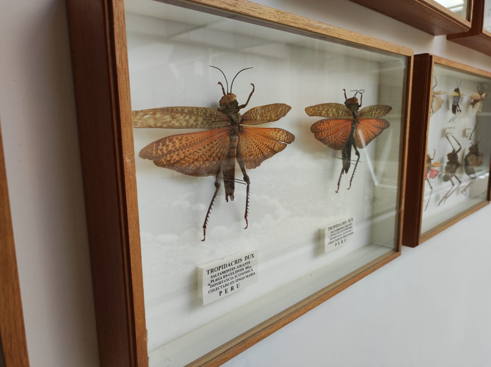 La colección de insectos de Pepe Torres, en imágenes