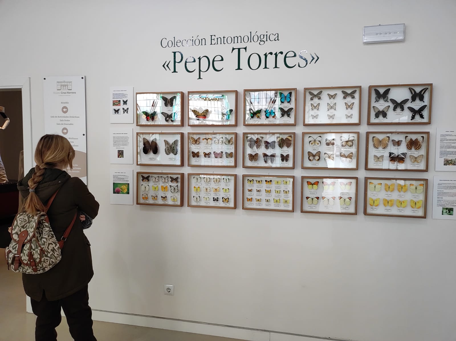 La colección de insectos de Pepe Torres, en imágenes