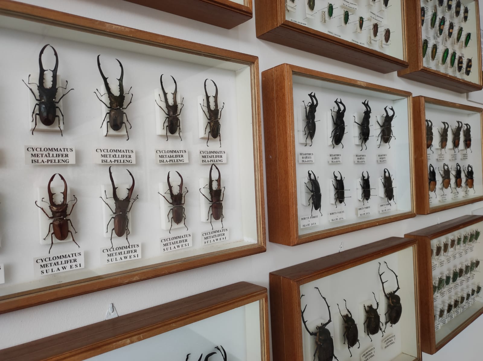 La colección de insectos de Pepe Torres, en imágenes