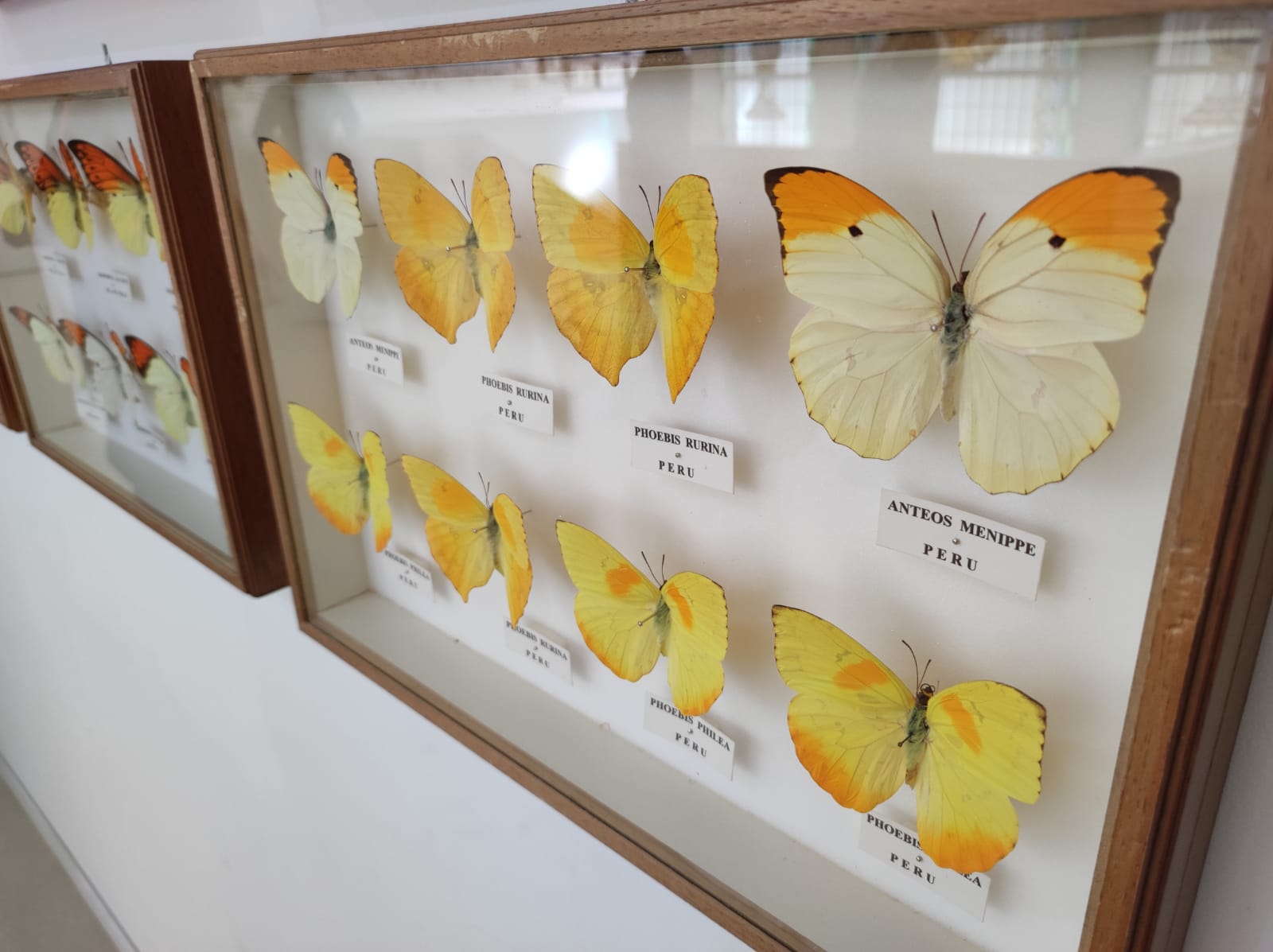 La colección de insectos de Pepe Torres, en imágenes