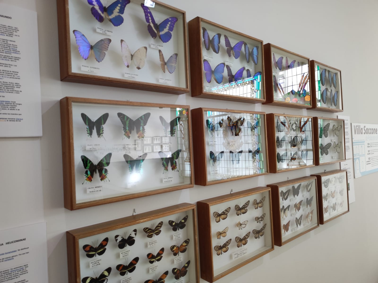 La colección de insectos de Pepe Torres, en imágenes