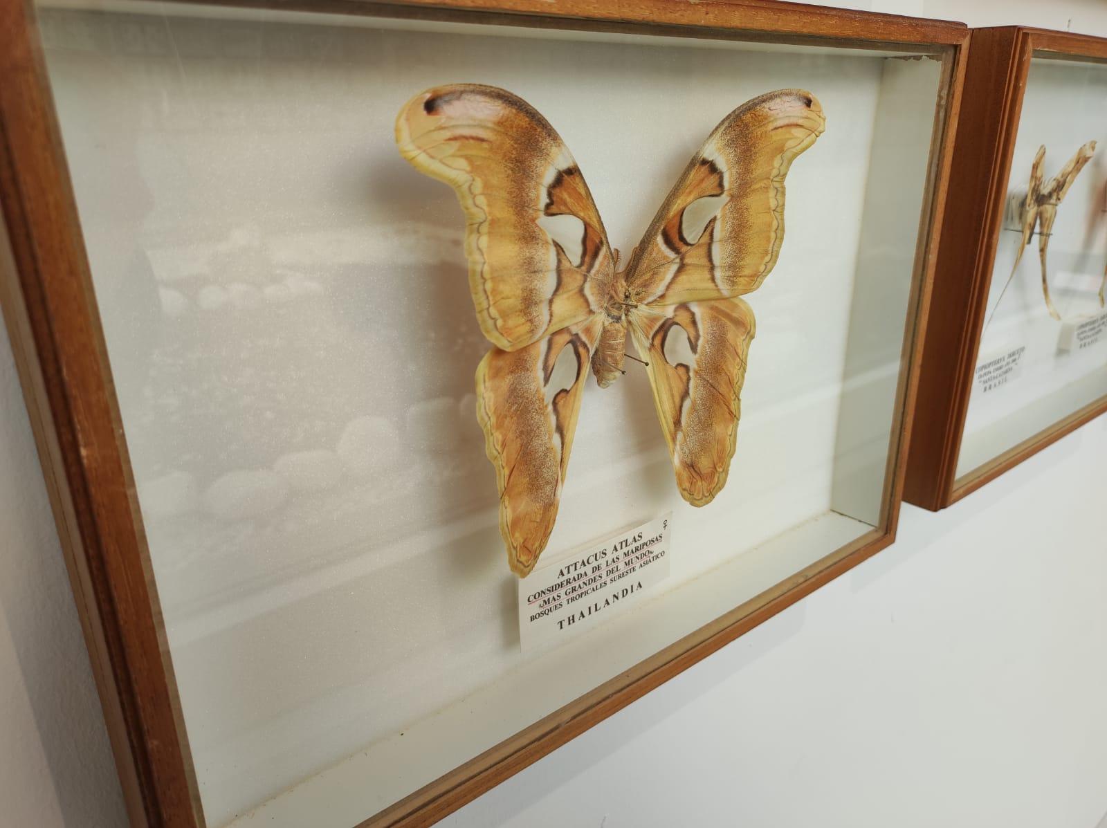La colección de insectos de Pepe Torres, en imágenes