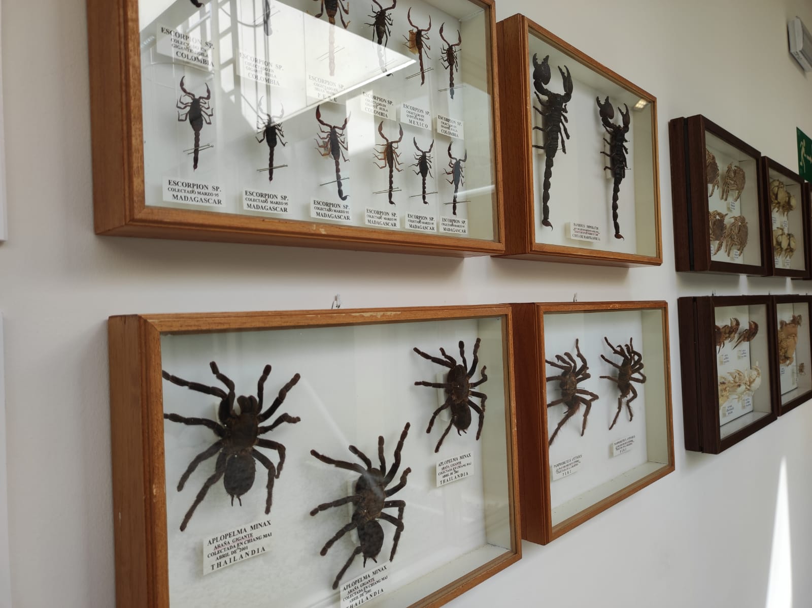 La colección de insectos de Pepe Torres, en imágenes