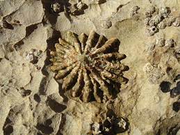 Evolución de la 'Patella ferruginea' en el Parque Natural del Estrecho. Foto: Junta de Andalucía.