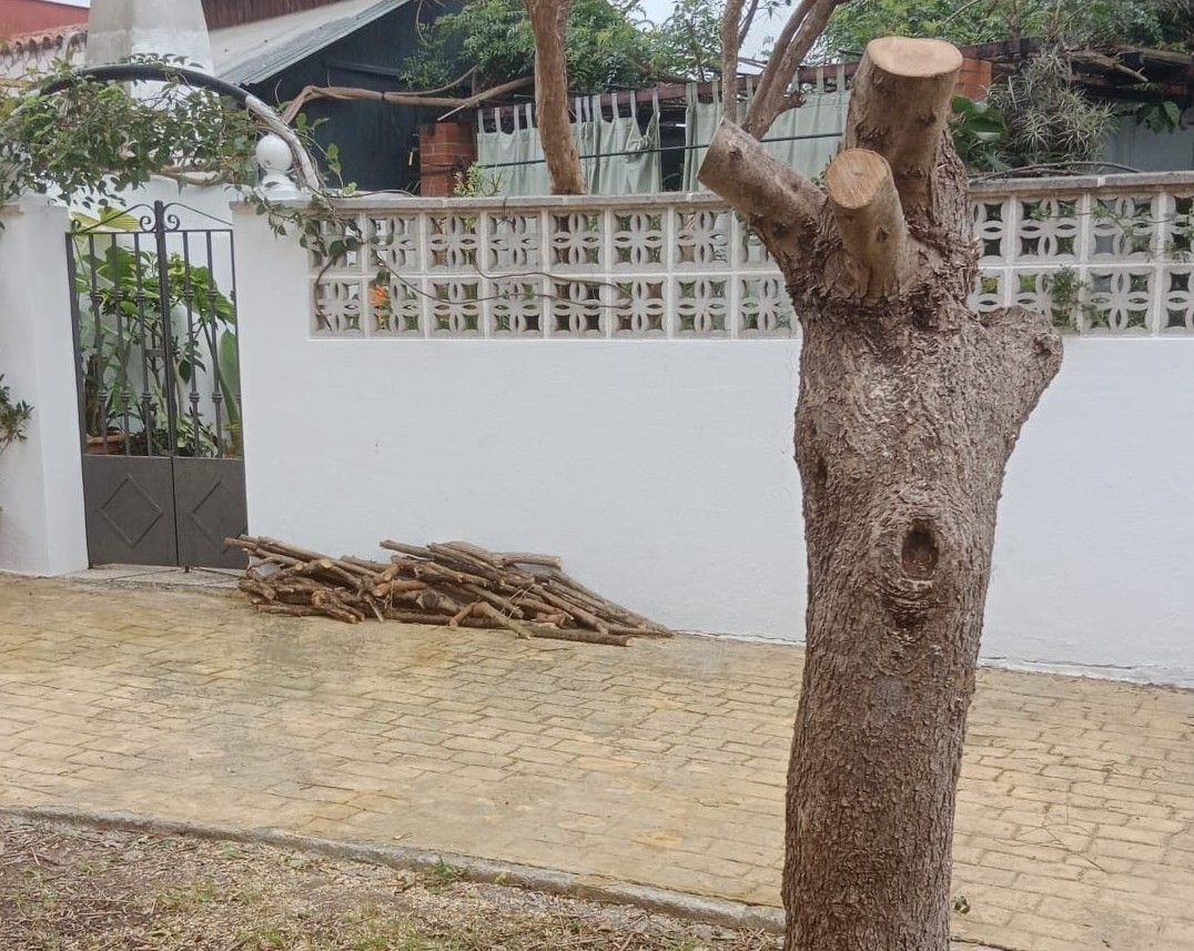 Denuncian la poda "salvaje" por parte de algún vecino a varios árboles en Los Barrios.