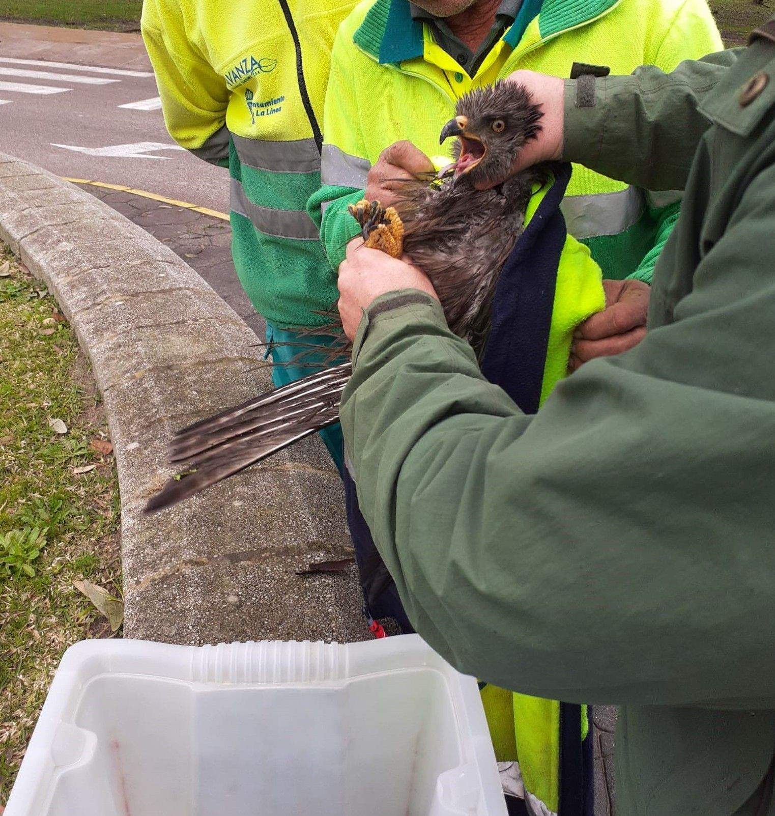 Encuentran un águila aparentemente herido en el parque Princesa Sofía de La Línea