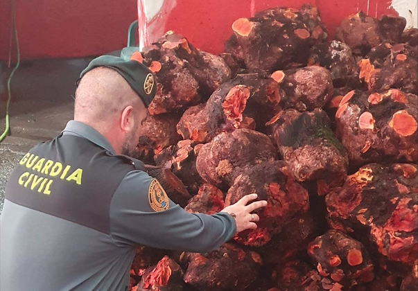  Intervenidas 27 toneladas de cepas de brezo en dos almacenes en Jimena