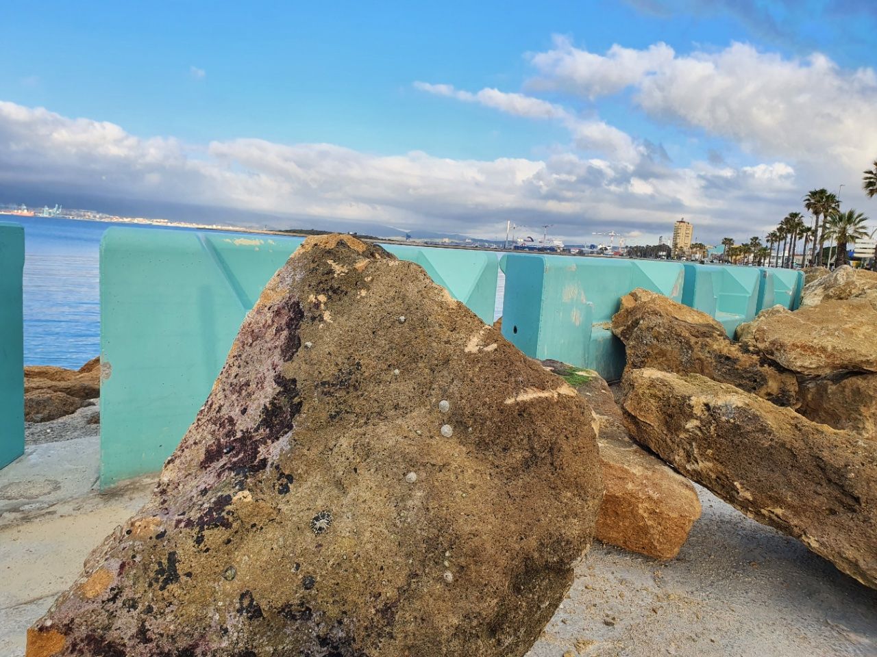 Verdemar denuncia ante el Seprona daños del molusco protegido 'Patella ferruginea' en obras del paseo marítimo de Poniente