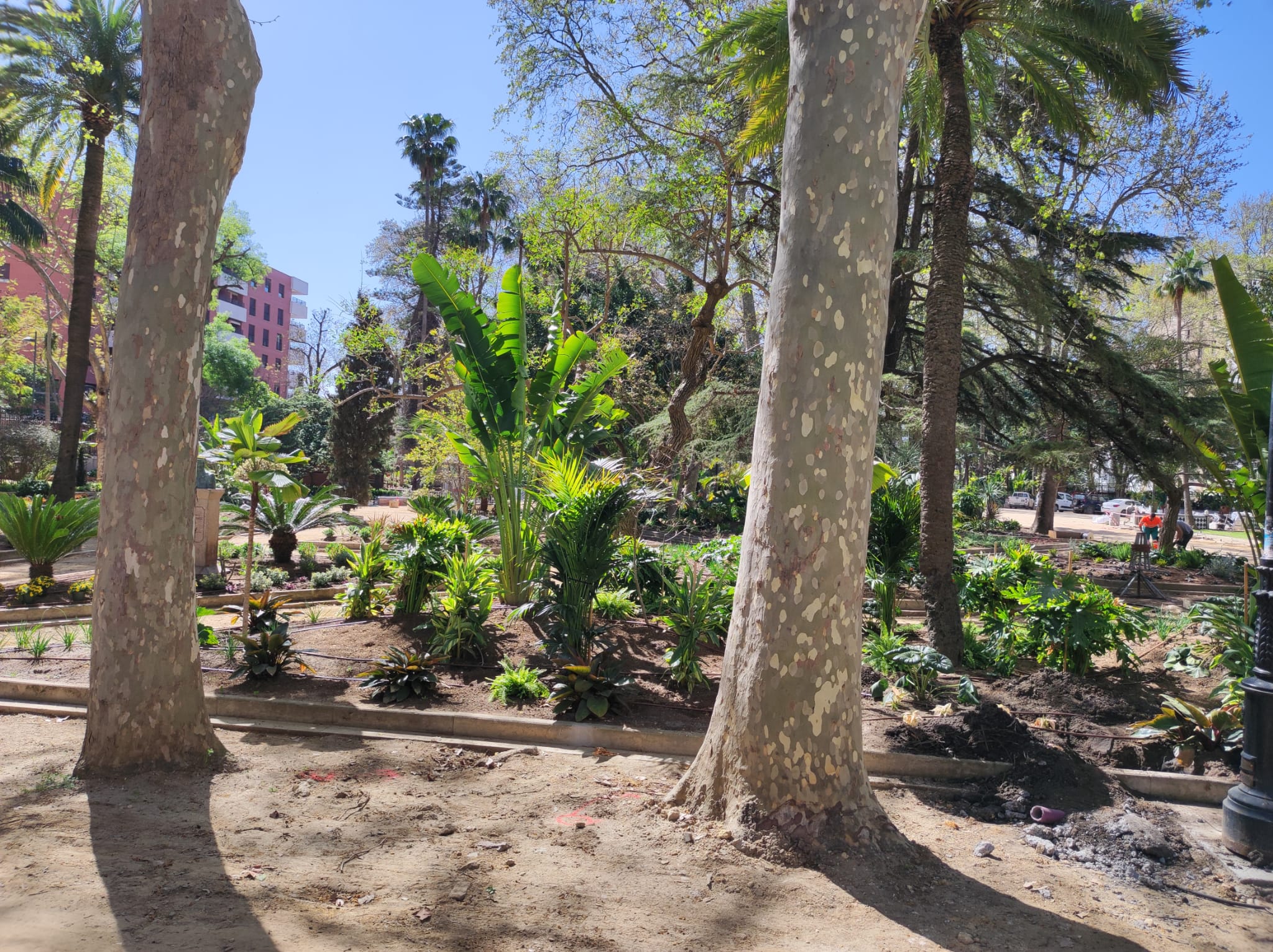 Nuevos parterres sembrados en una de las calles del parque María Cristina.
