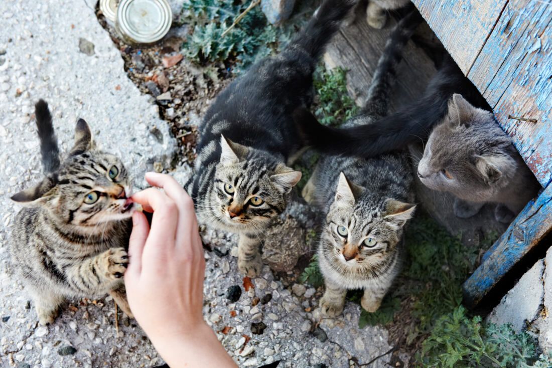 Colonia felina. Imagen de archivo. Más de 120 personas alimentan en La Línea a un total de 556 gatos registrados en 121 colonias felinas 