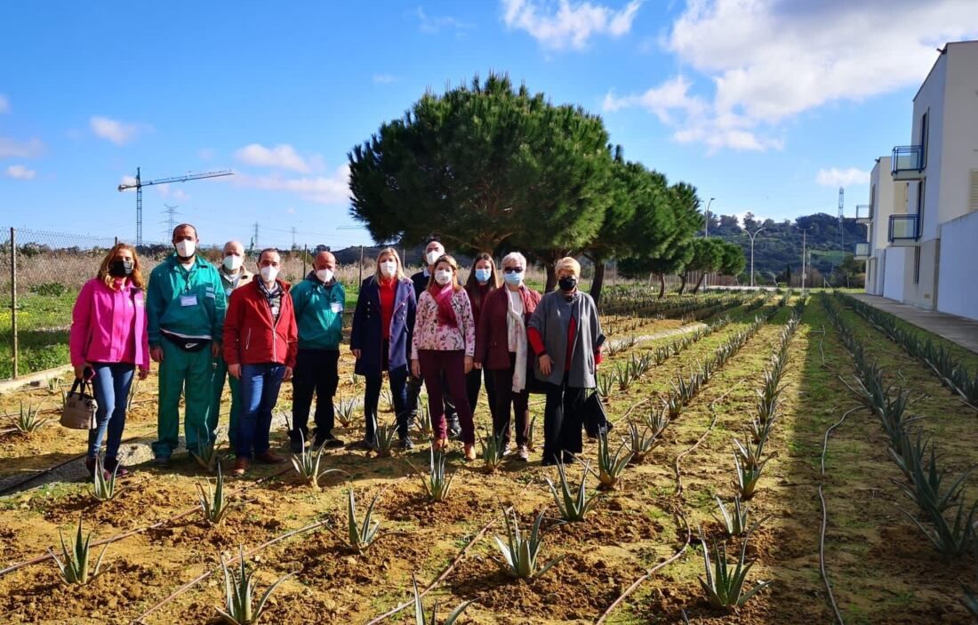 Entrega aloe vera CIS