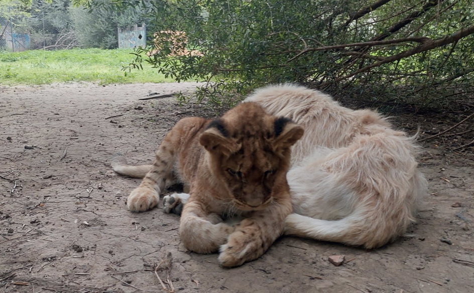 Niebla, perro guía de un león ciego en la Pequeña África. Foto cedida por la Pequeña África a 8Directo.