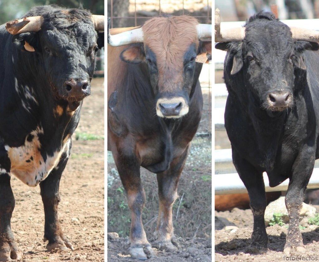 Maestrito, Quejica e Idílico, los toros que se soltarán en el Toro Embolao de Los Barrio