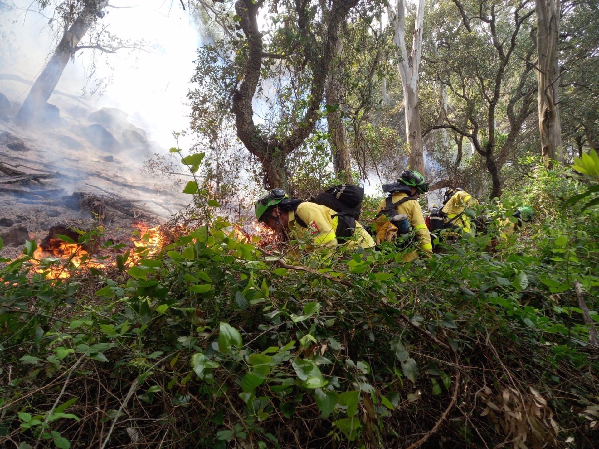 El incendio en un paraje de Tarifa ha afectado a 44 hectáreas de terreno, según estimaciones de Infoca