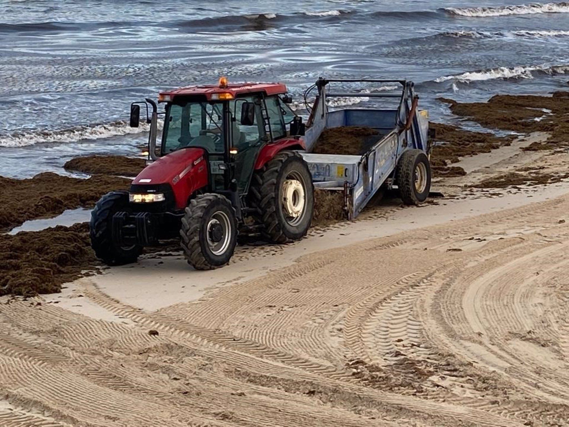  Más de 200.000 euros para combatir el alga asiática en Tarifa, La Línea y Algeciras. Retirada de algas en la playa de Los Lances Sur. - AYUNTAMIENTO DE TARIFA - Archivo.