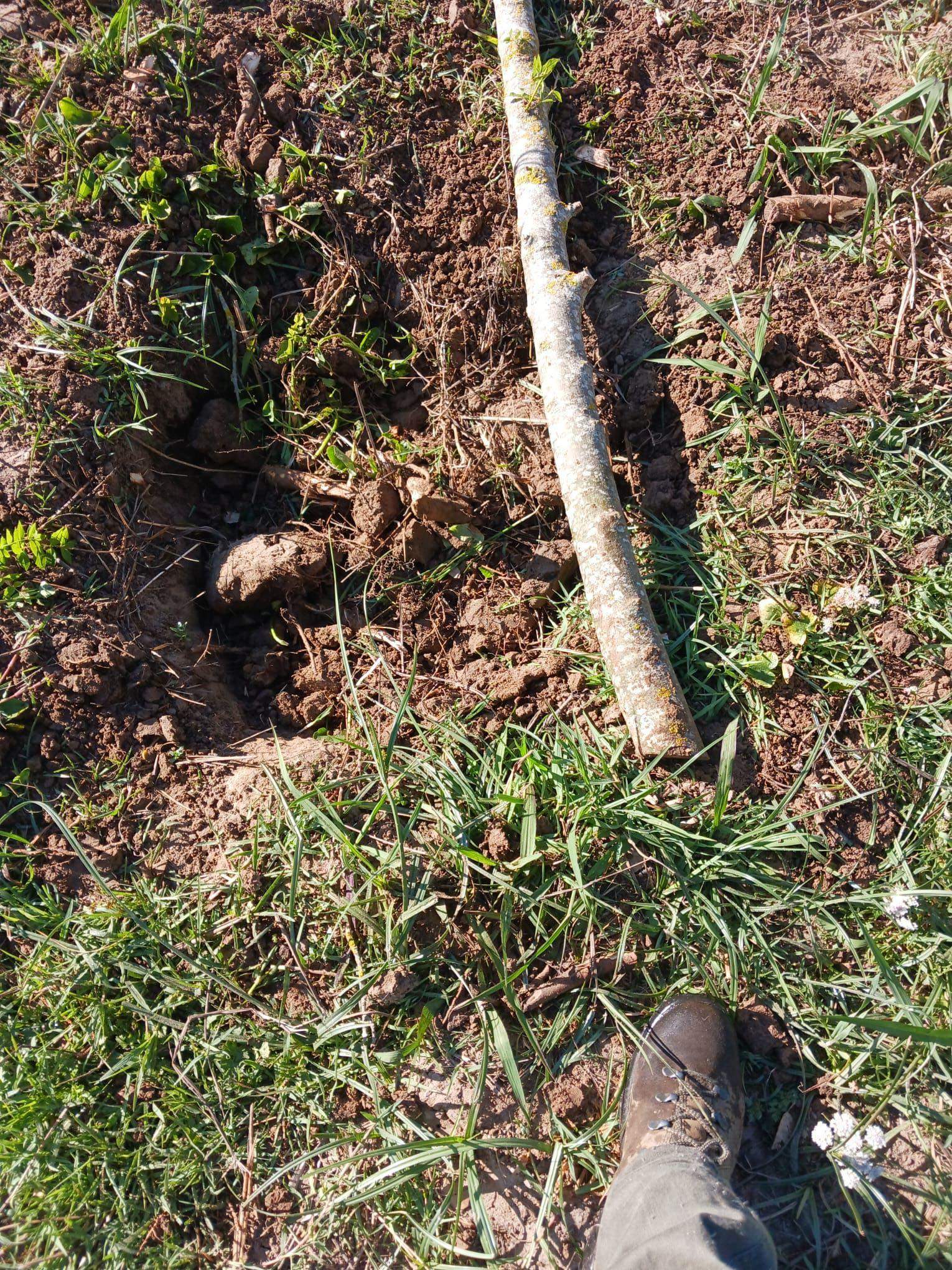 Arracan dos arboles de cinco años del área recreativa de la Montera del Torero 