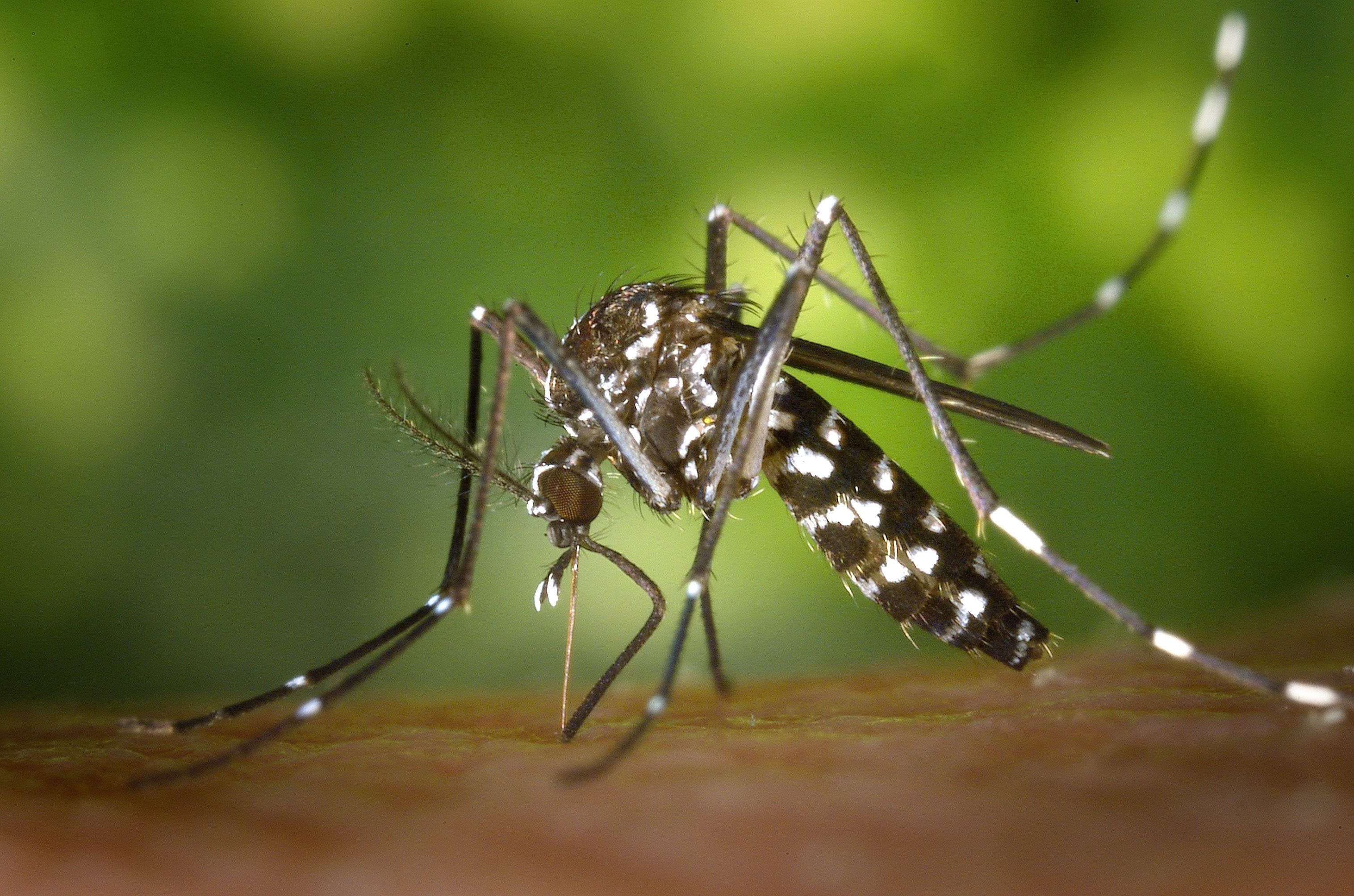  Algeciras extrema el control sobre los mosquitos para prevenir el Virus del Nilo