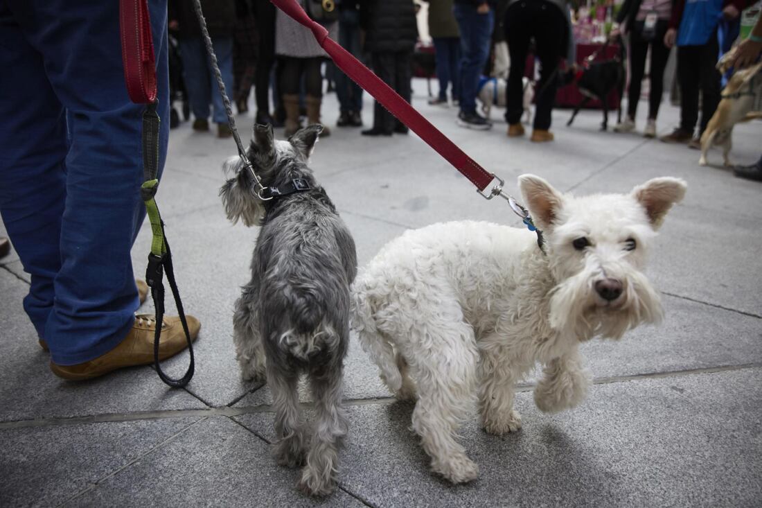 perritos