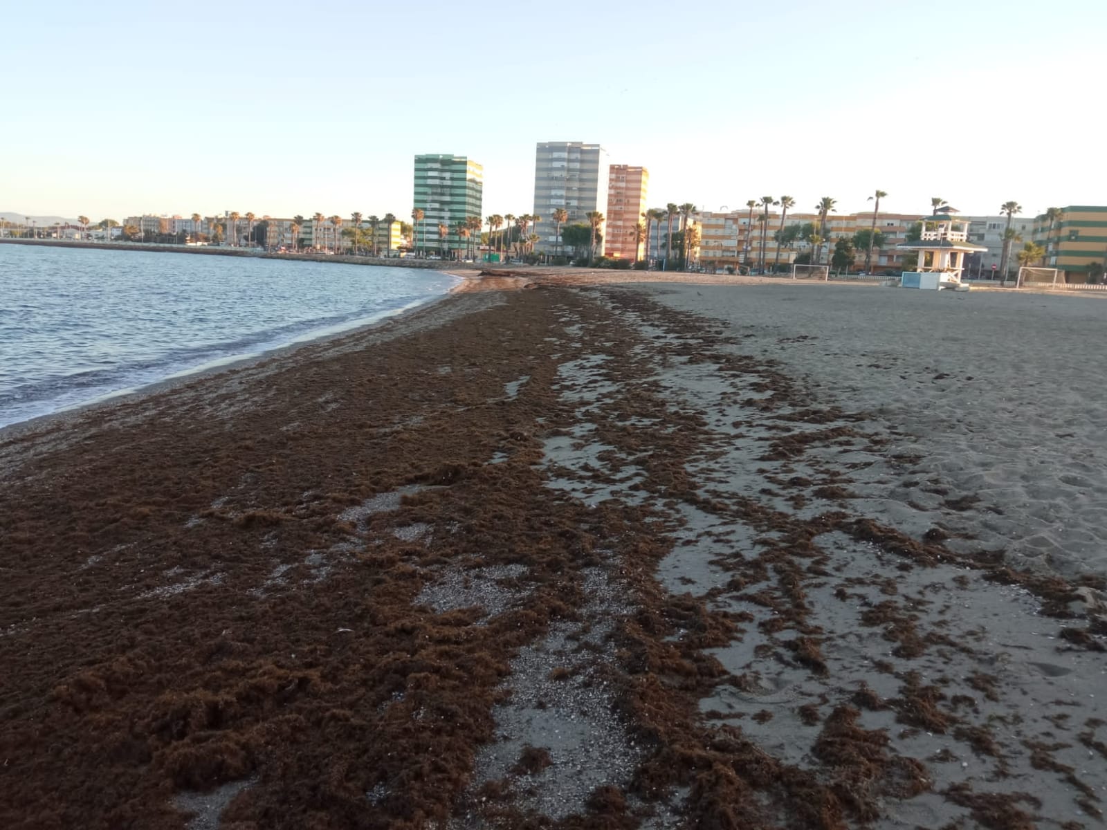 El alga invasora no da tregua a la playa de Poniente de La Línea.