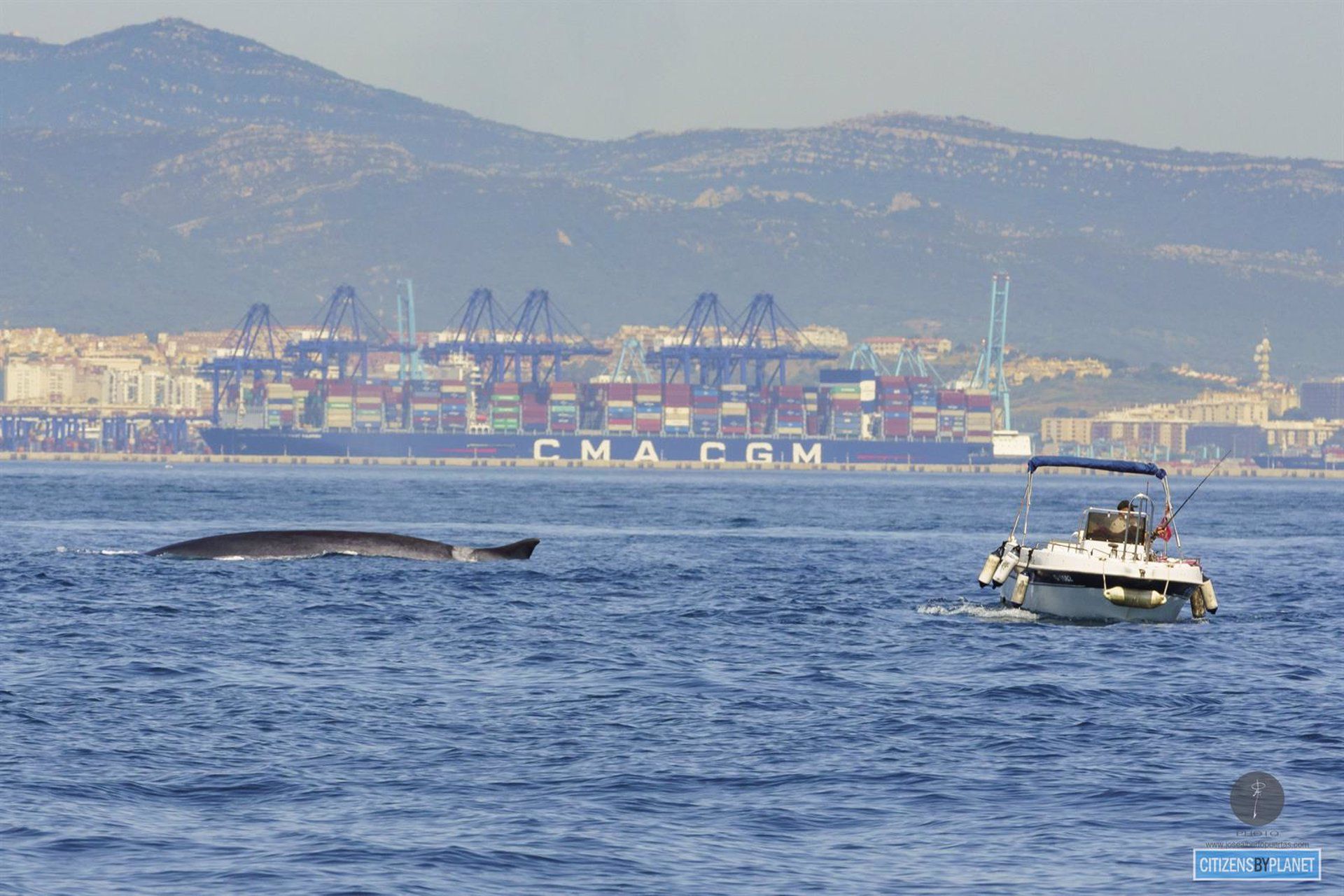 Un ejemplar de rorcual común visto desde La Línea. - ECOLOCALIZA. Ecolocaliza desarrolla por cuarto año consecutivo el proyecto de avistamiento de ballenas desde la playa de levante