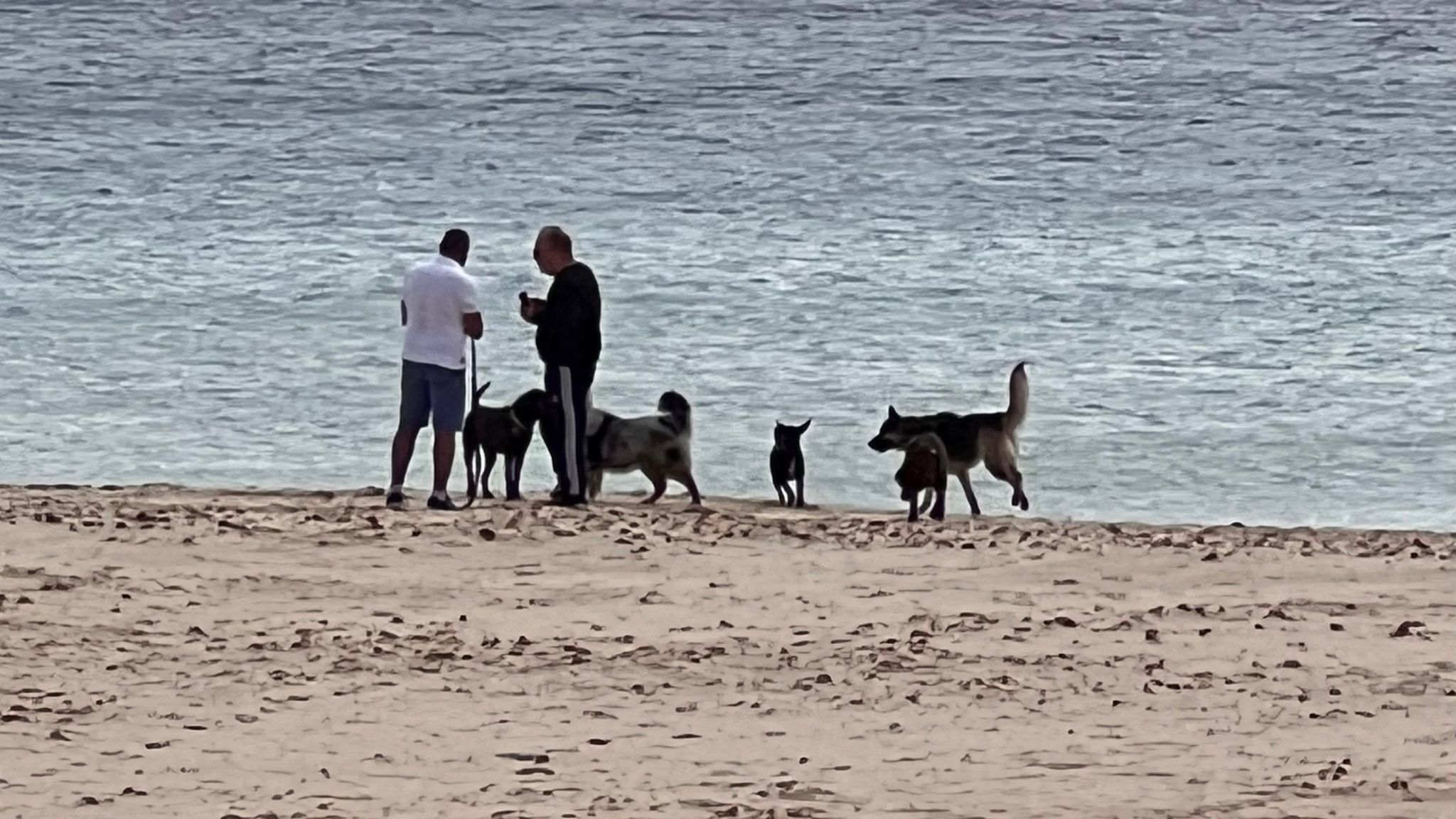 Dos usuarios pasean por una playa de Tarifa con sus perros.