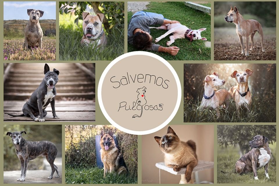'Salvemos Pulgosas', la campaña de recaudación para evitar el cierre de la protectora de San Roque