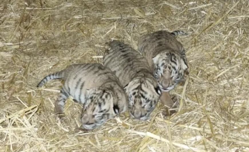 Cachorros de tigre de bengala nacidos hace unas horas en la Pequeña África.