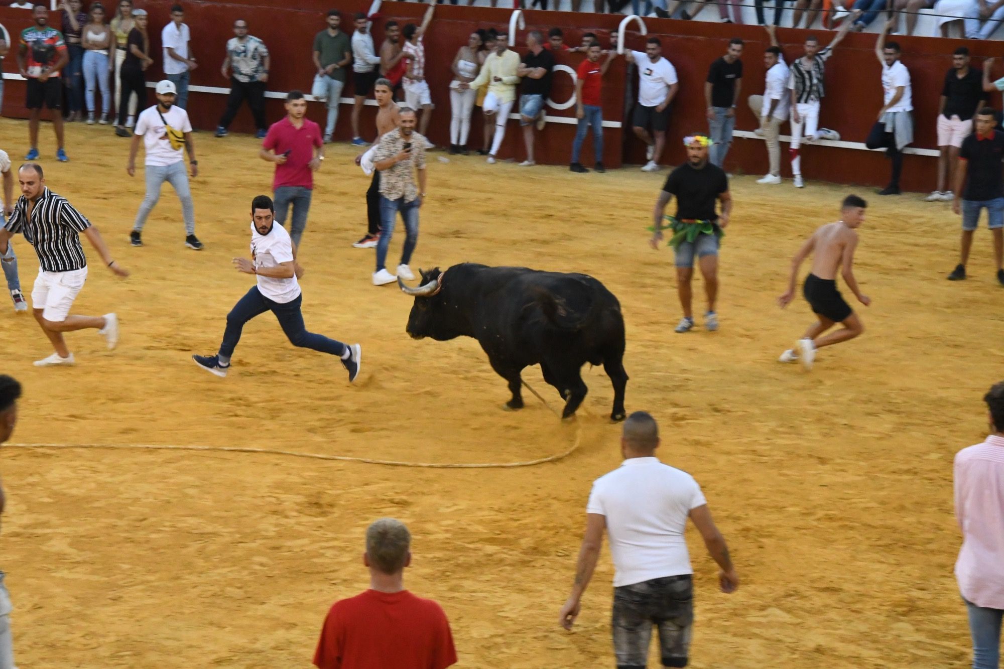 'Visitador', de la ganadería Gavira, Toro del Aguardiente 2023.