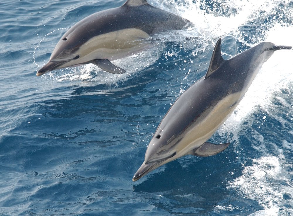 Delfines de la Bahía de Algeciras, pautas de foto-identificación y tipología de lesiones.