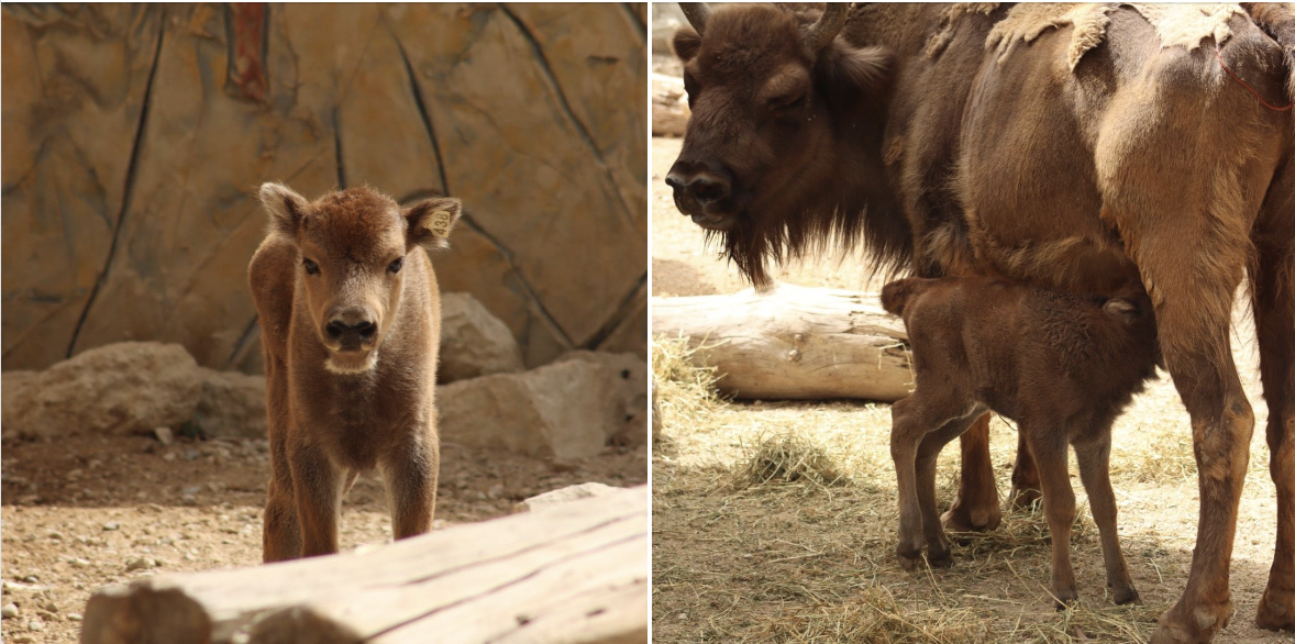 Nace una hembra de bisonte europeo en el Zoobotánico de Jerez