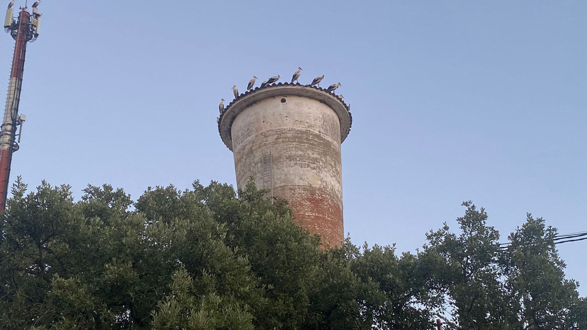 Cigüeñas blancas, en Castellar. Foto: Carmelo Justicia.