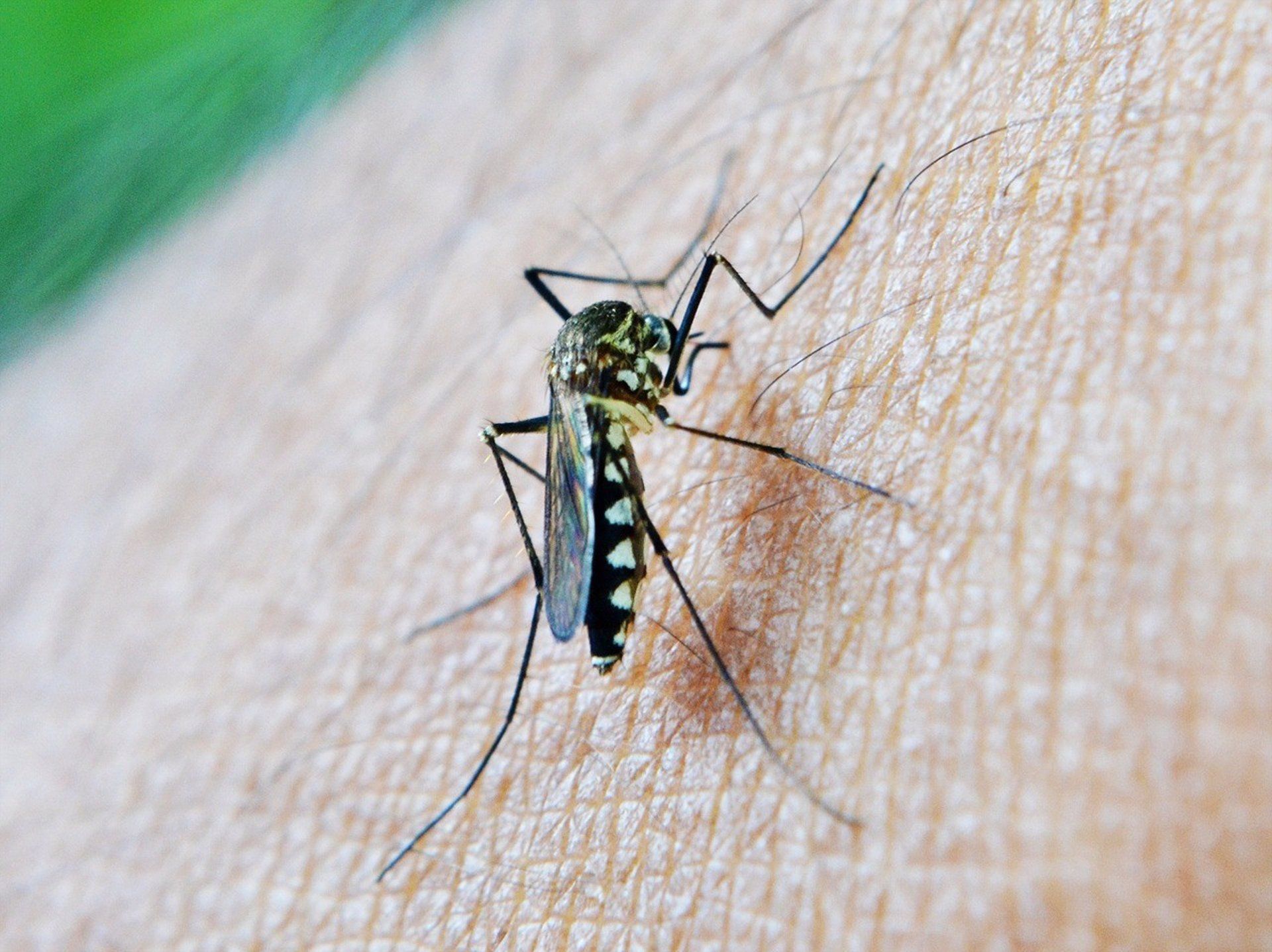 Virus del Nilo.