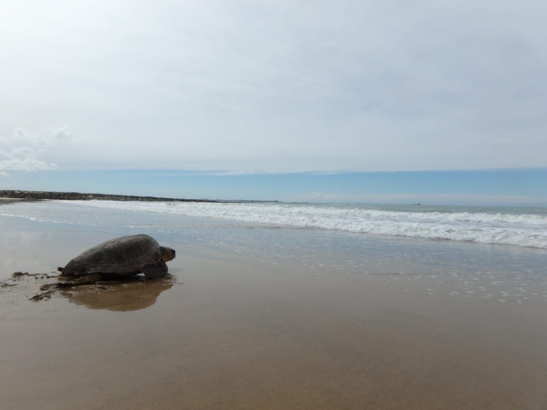 tortuga