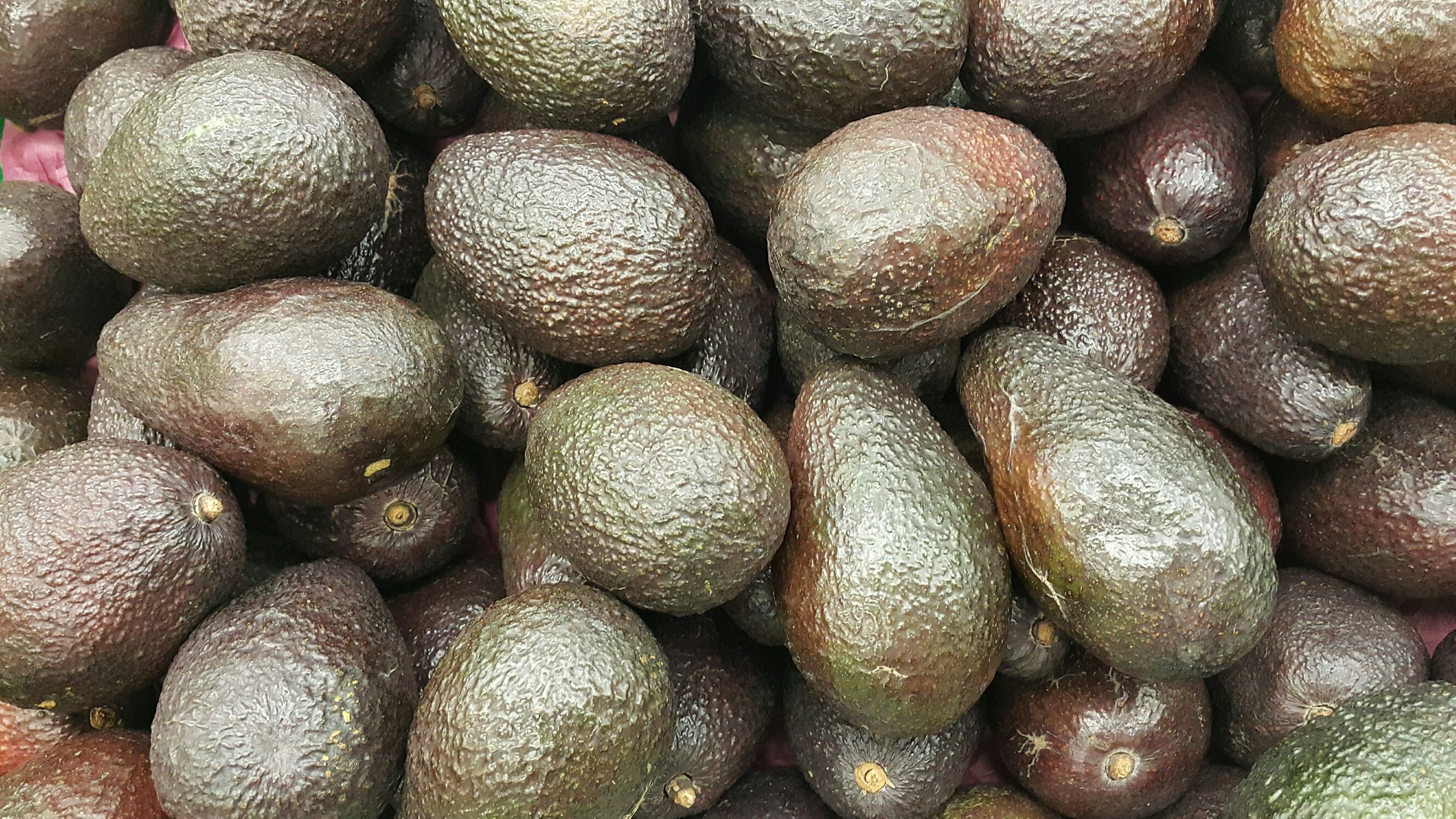 El Puerto de Algeciras acoge en octubre un seminario internacional sobre aguacates y frutas tropicales.