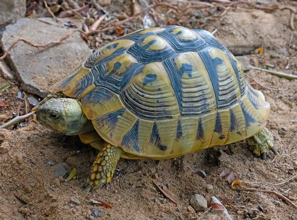 Gibraltar reintroduce en la naturaleza a seis tortugas mediterráneas