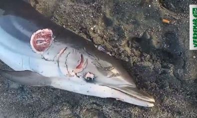La organización Verdemar Ecologistas en Acción ha denunciado la aparición de un delfín muerto en la playa de La Atunara