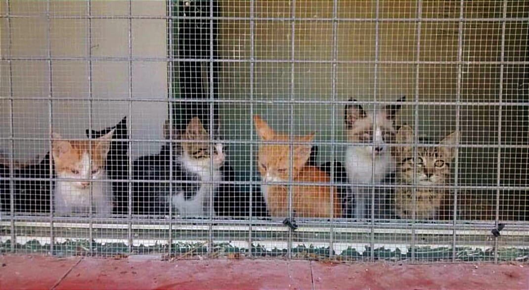 Asociación Gatos Campo de Gibraltar.