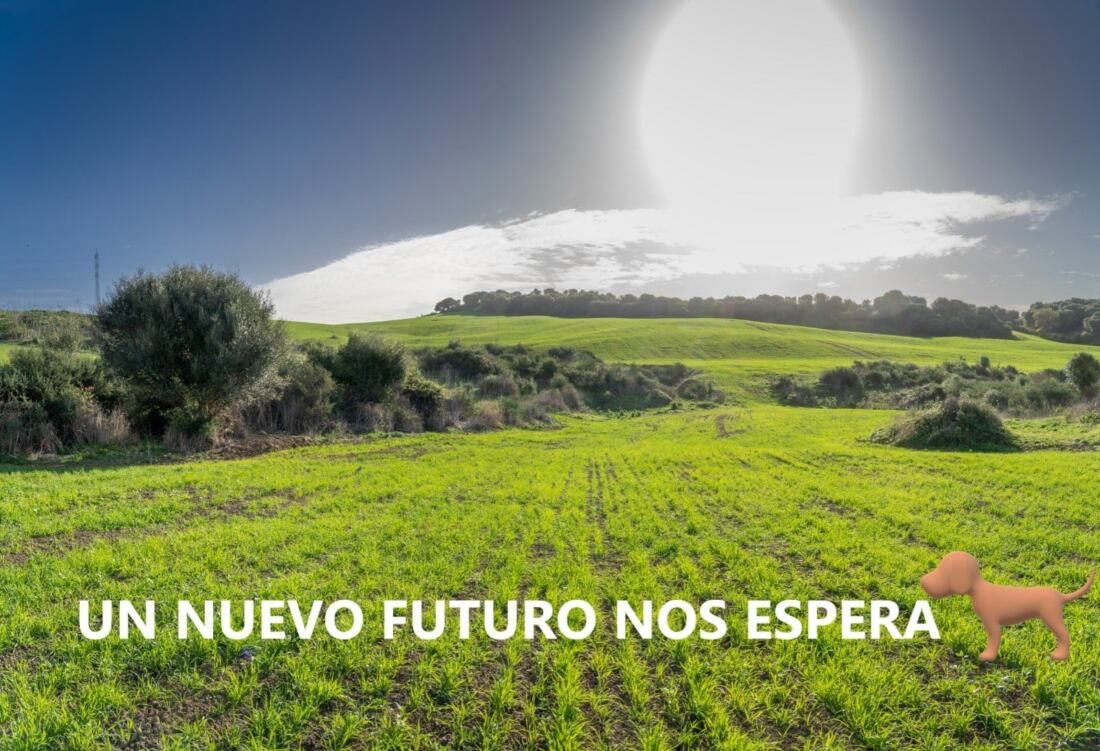 El nuevo terreno de la protectora de SOS Perrera de Los Barrios. 