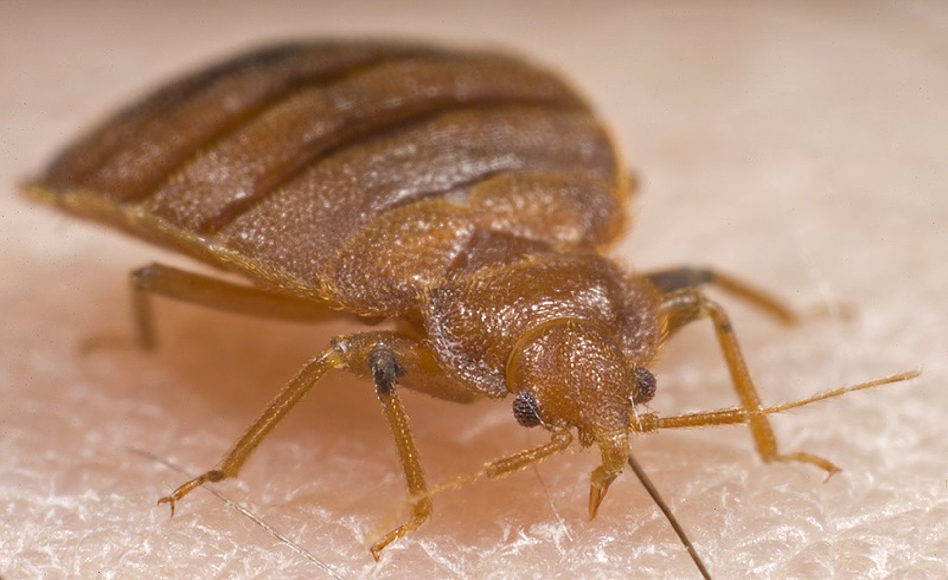 Alertan del aumento de las plagas de chinches en España. Archivo. Chinche - CHINCHE_PIOTR NASKRECKI, HARVARD UNIVERSITY.