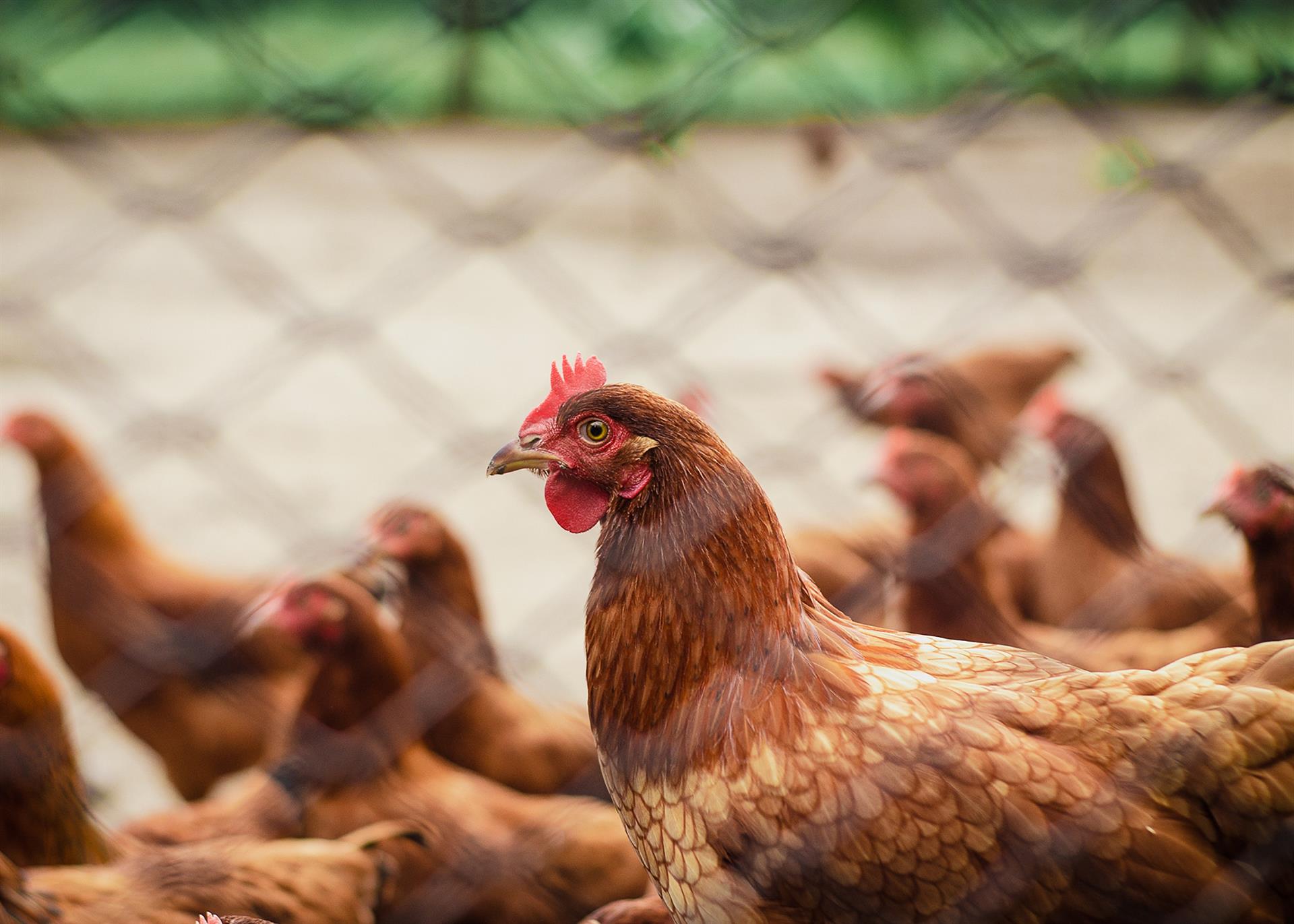 La carne de pollo triplicaría su precio con la revisión de la norma de bienestar animal. Gallinas ponedoras de huevos - UGR. 