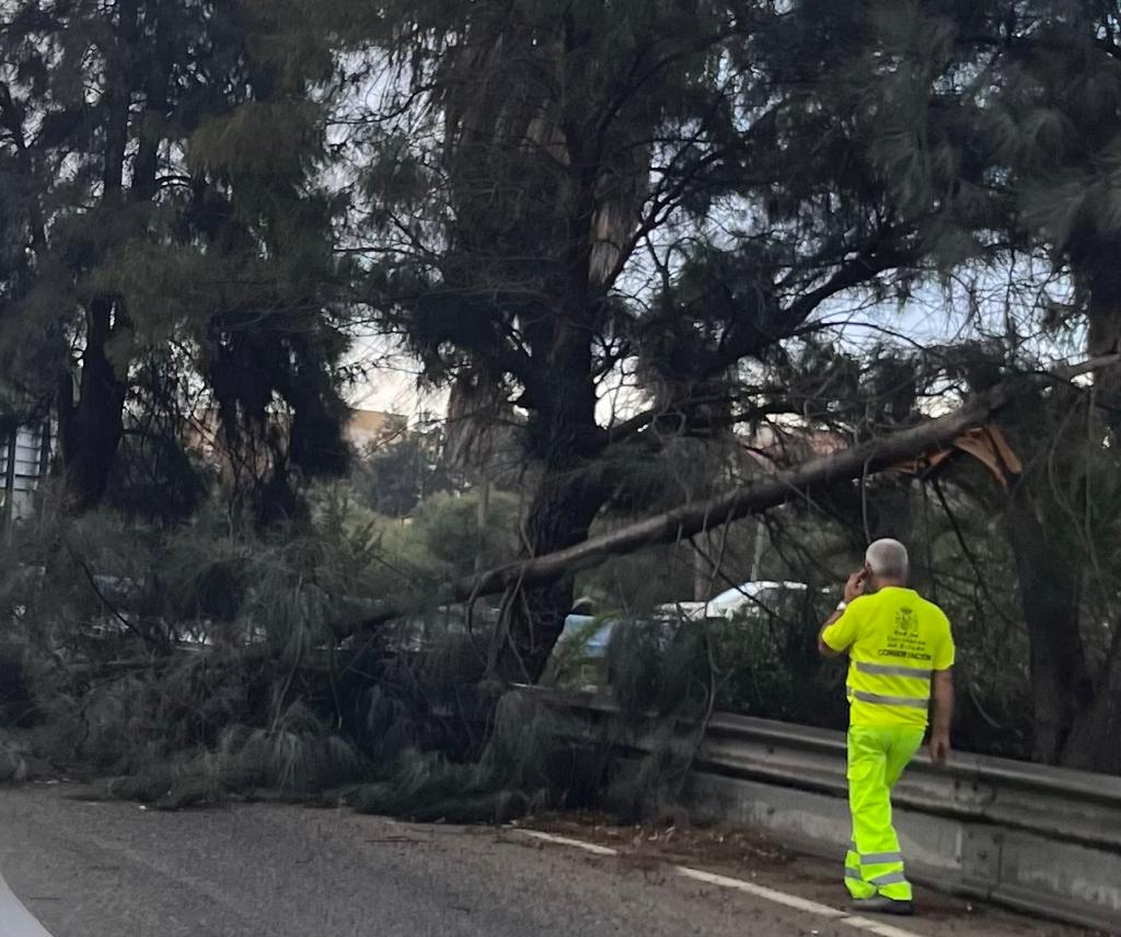 El Campo de Gibraltar registra más de 30 incidencias por la borrasca Aline. Imagen de archivo de un árbol caído en Algeciras tras las últimas lluvias. 
