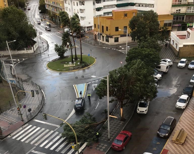 Imagen del árbol caído.