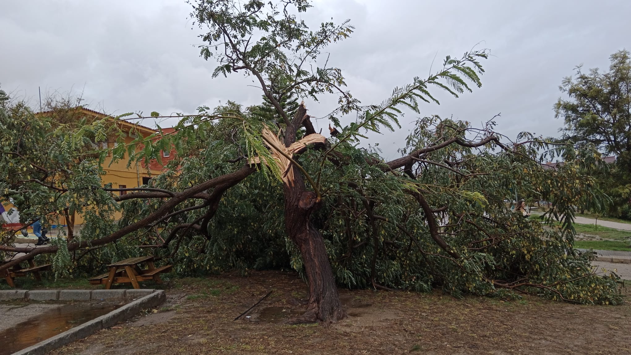 Árbol caído en las inmediaciones del colegio de San García, en Algeciras.