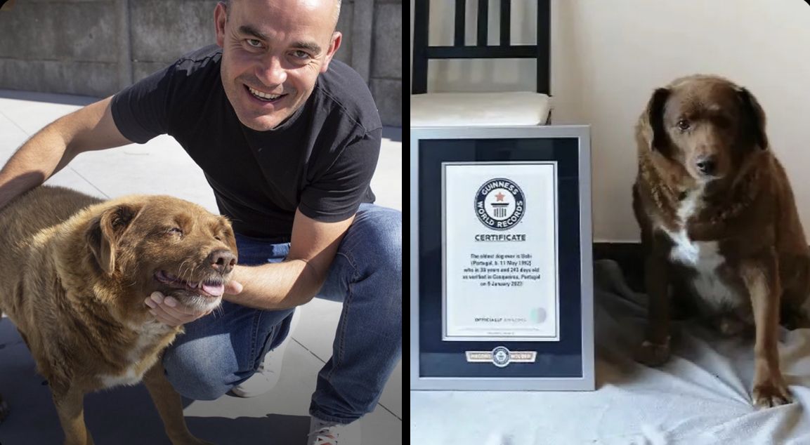 Muere a sus 31 años Bobi, el perro con más edad del mundo